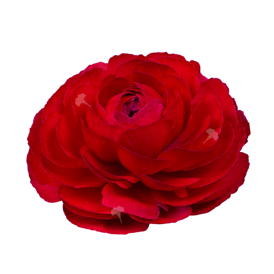 Success ® Tango – SB Talee